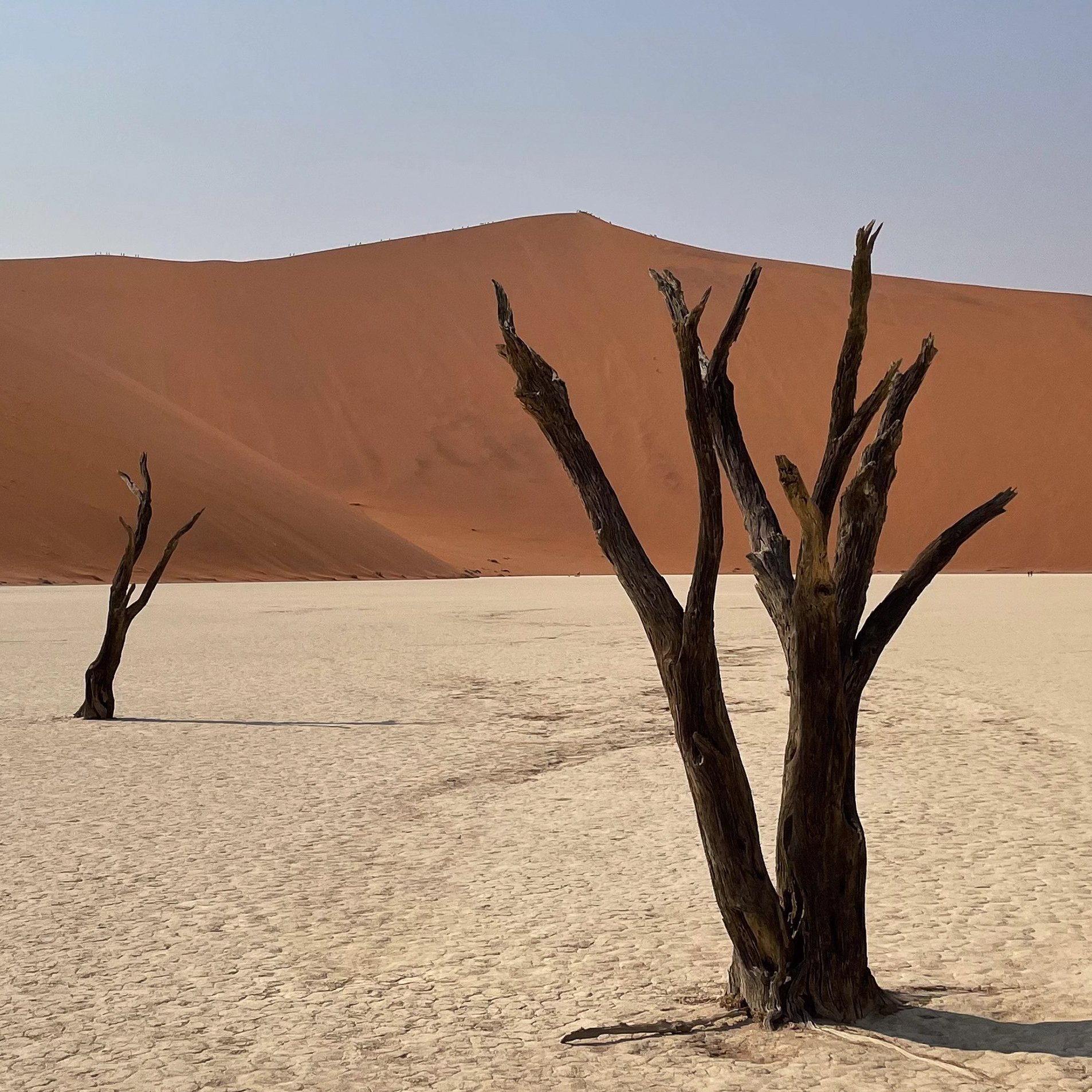 Deadvlei trees