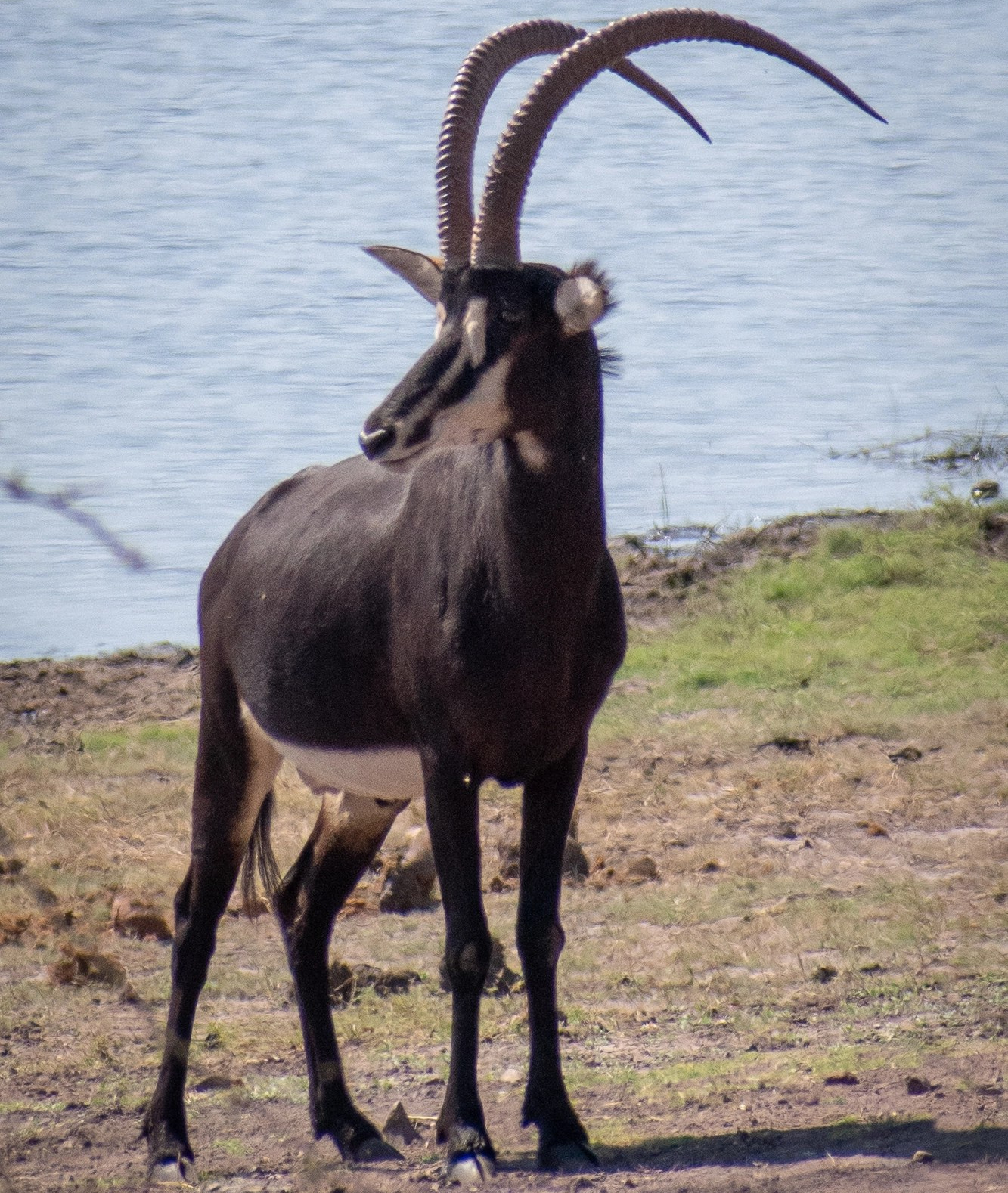 Sable at Chobe Riverfront