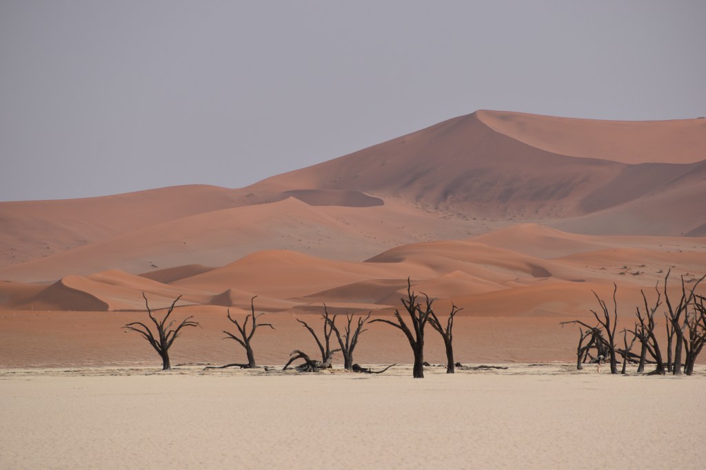 Deadvlei dead trees