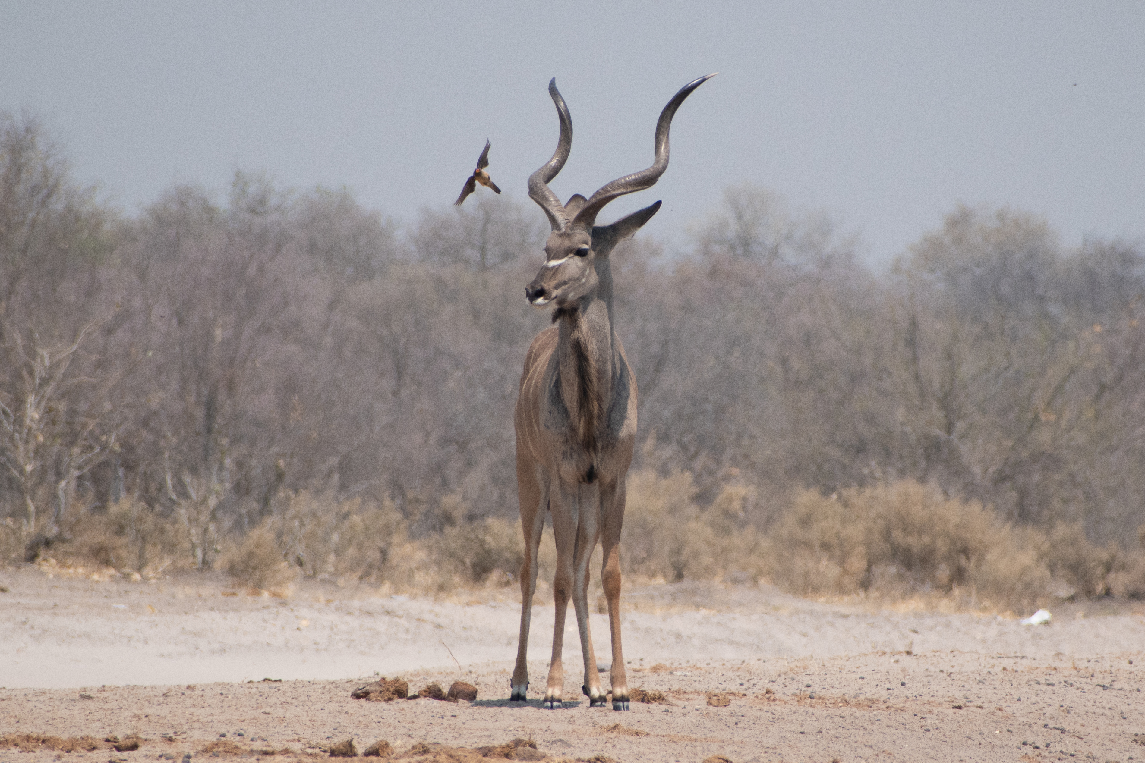 Kudu and Oxpecker