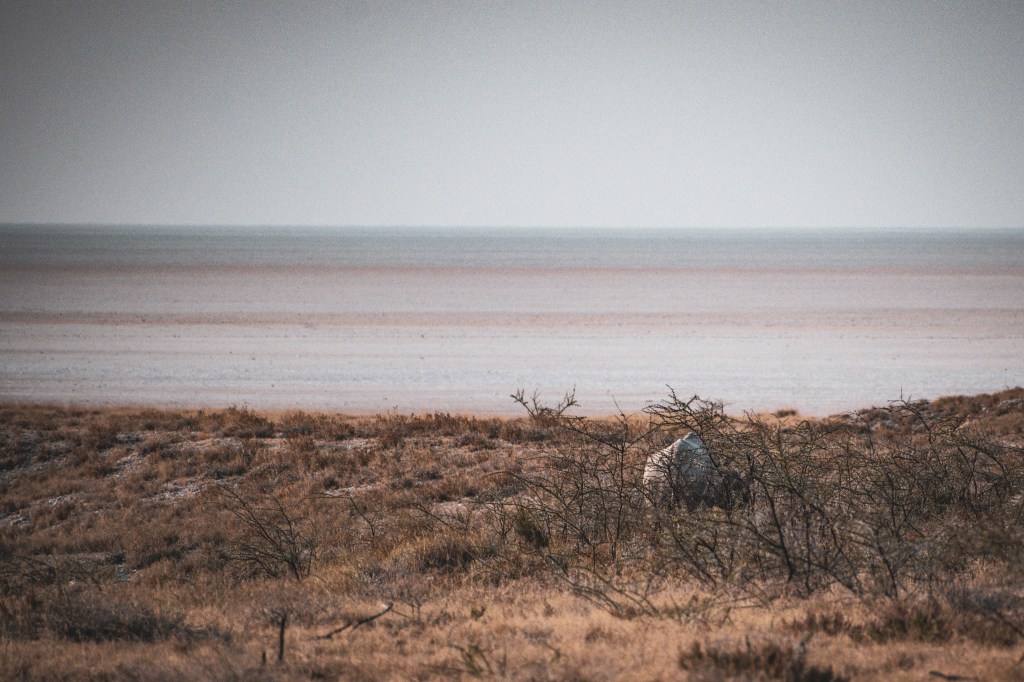 Black Rhino overlooking Etosha Pan