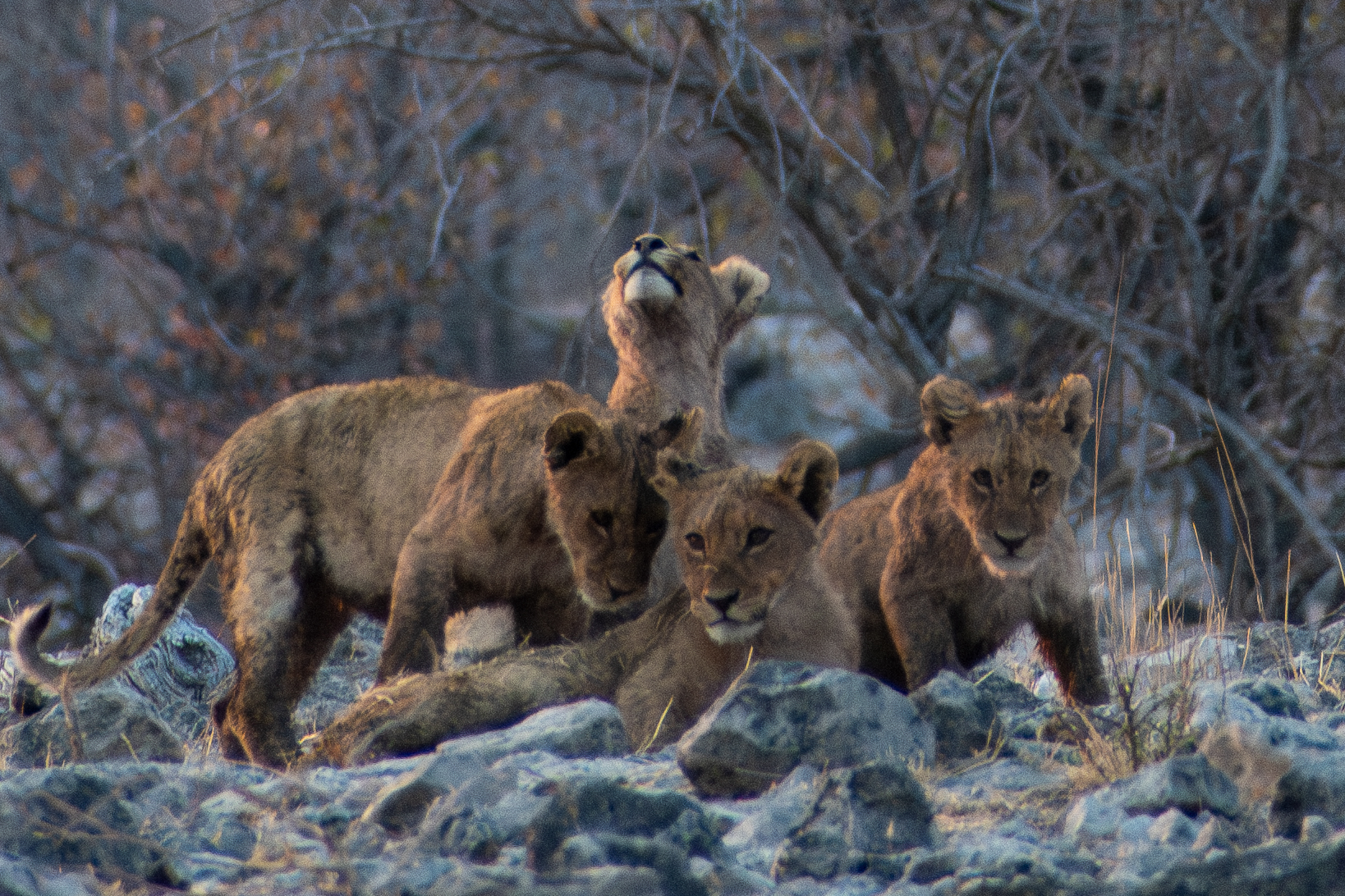 Lion cubs near Goas waterhole, Etosha