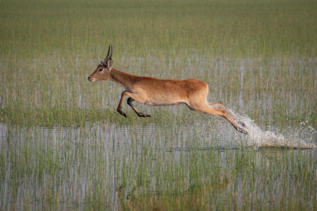 Red Lechwe jumping in water - Kwara Okavango