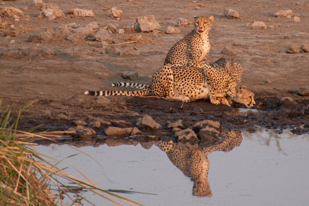 Cheetahs at Koinachas waterhole, Etosha