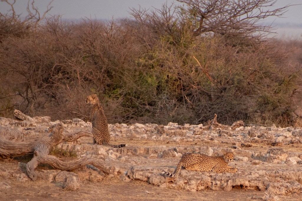 Cheetah near Koinachas, Etosha