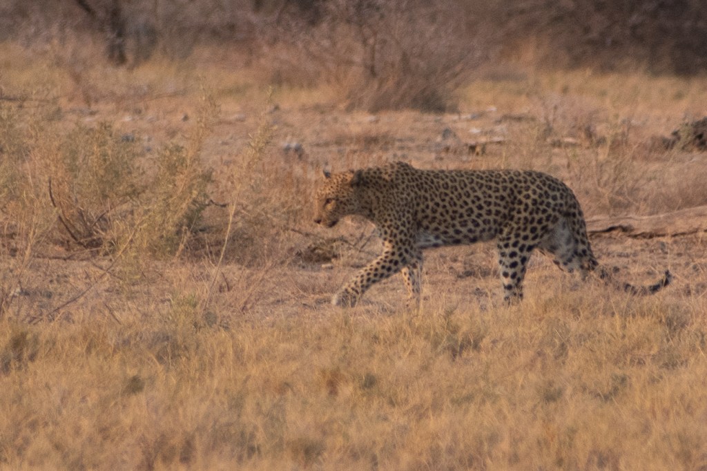 A Leopard near Namutoni