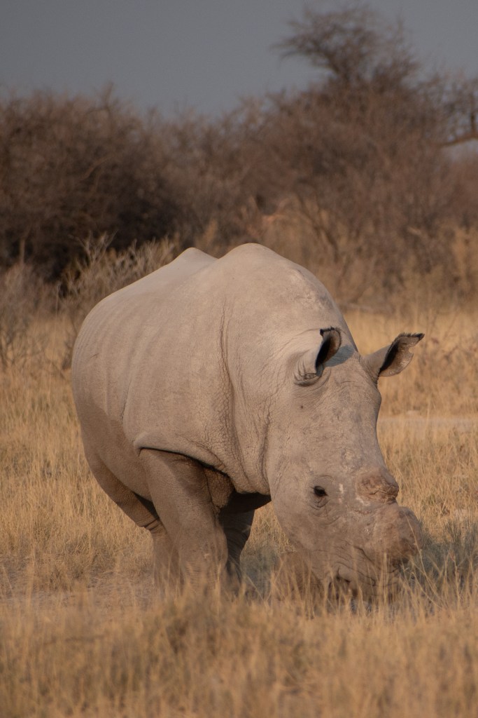 A rare White Rhino sighting