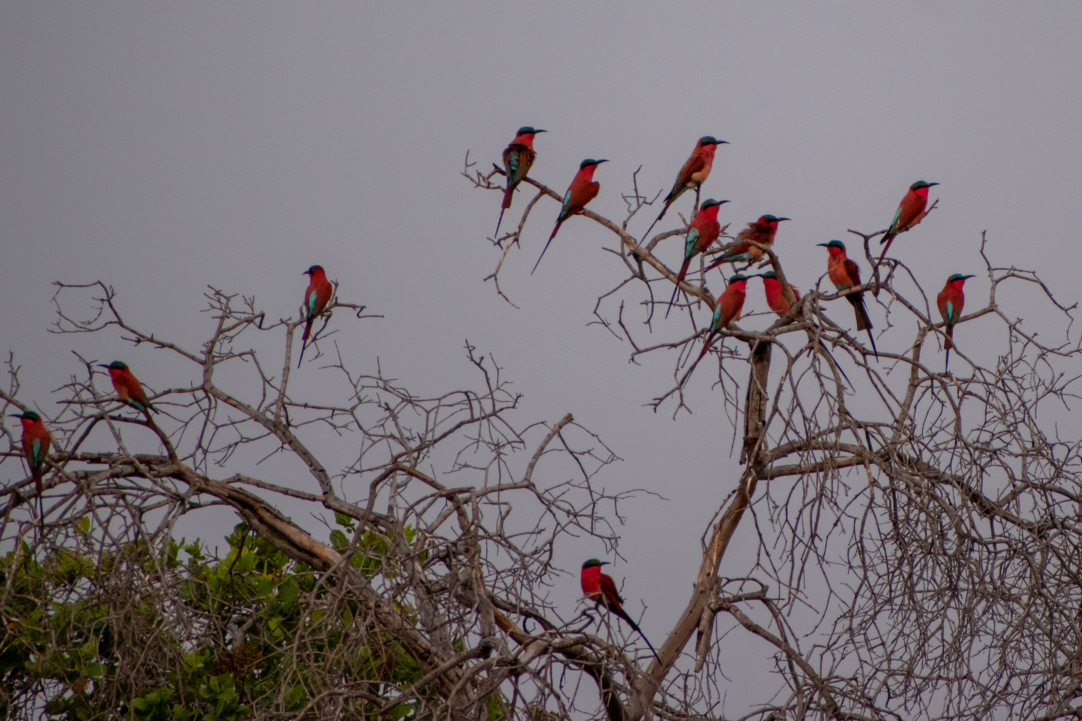 A flock of Carmine Bee-Eaters perched in a tree next to the Okavango Delta