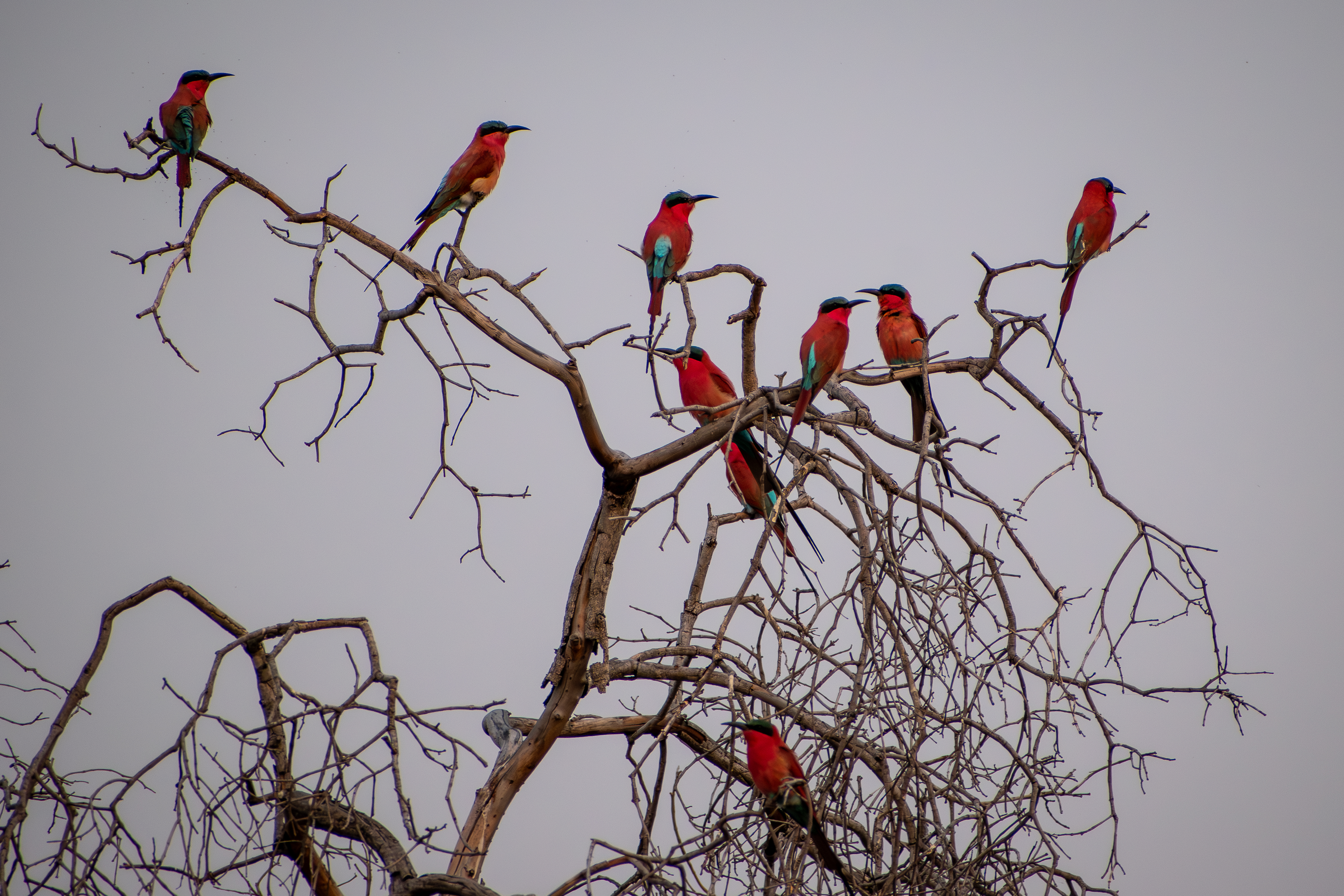 A small flock of Carmines at sunset near the Godikwe heronry