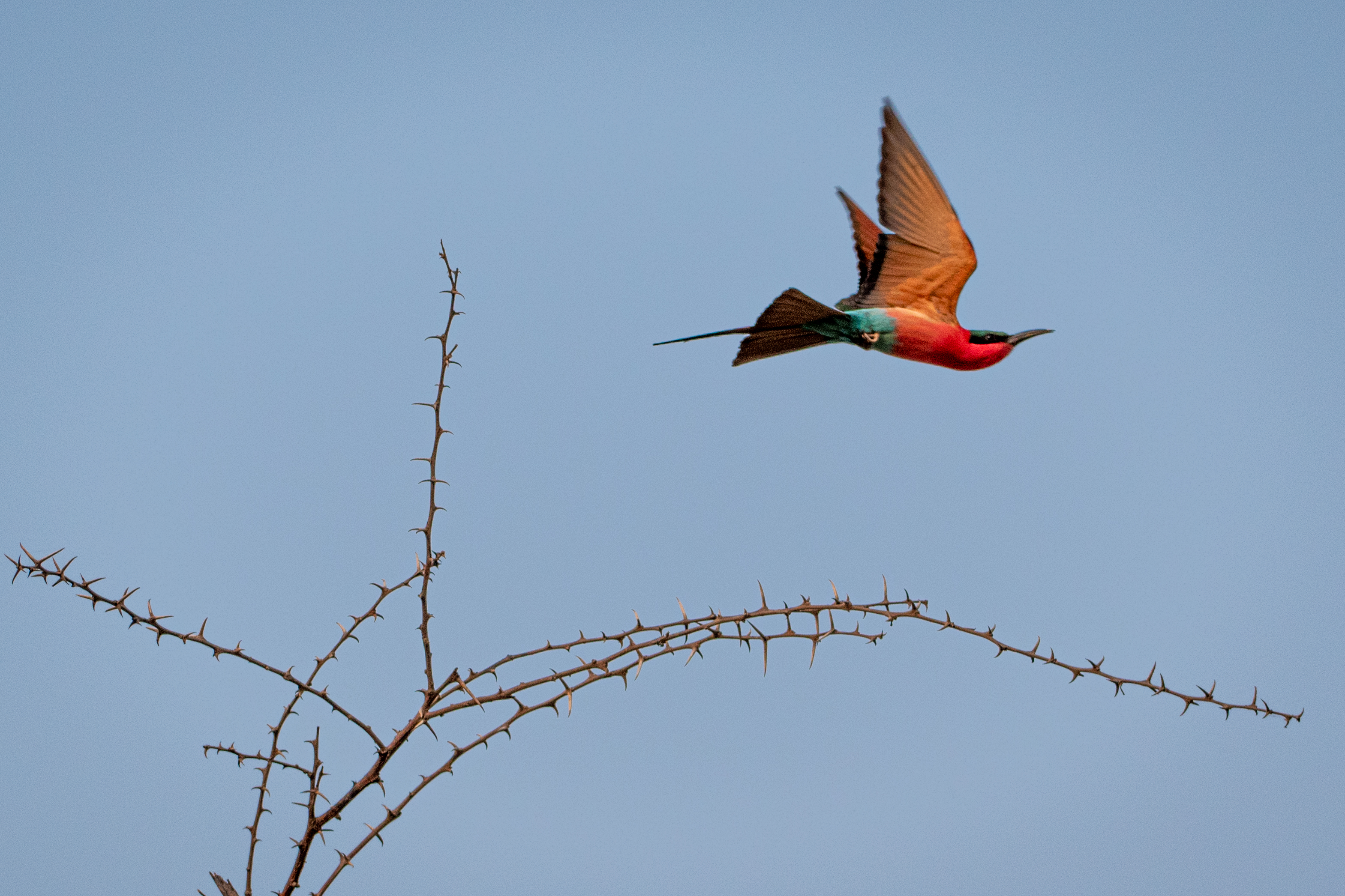 Carmine Bee-Eater taking flight