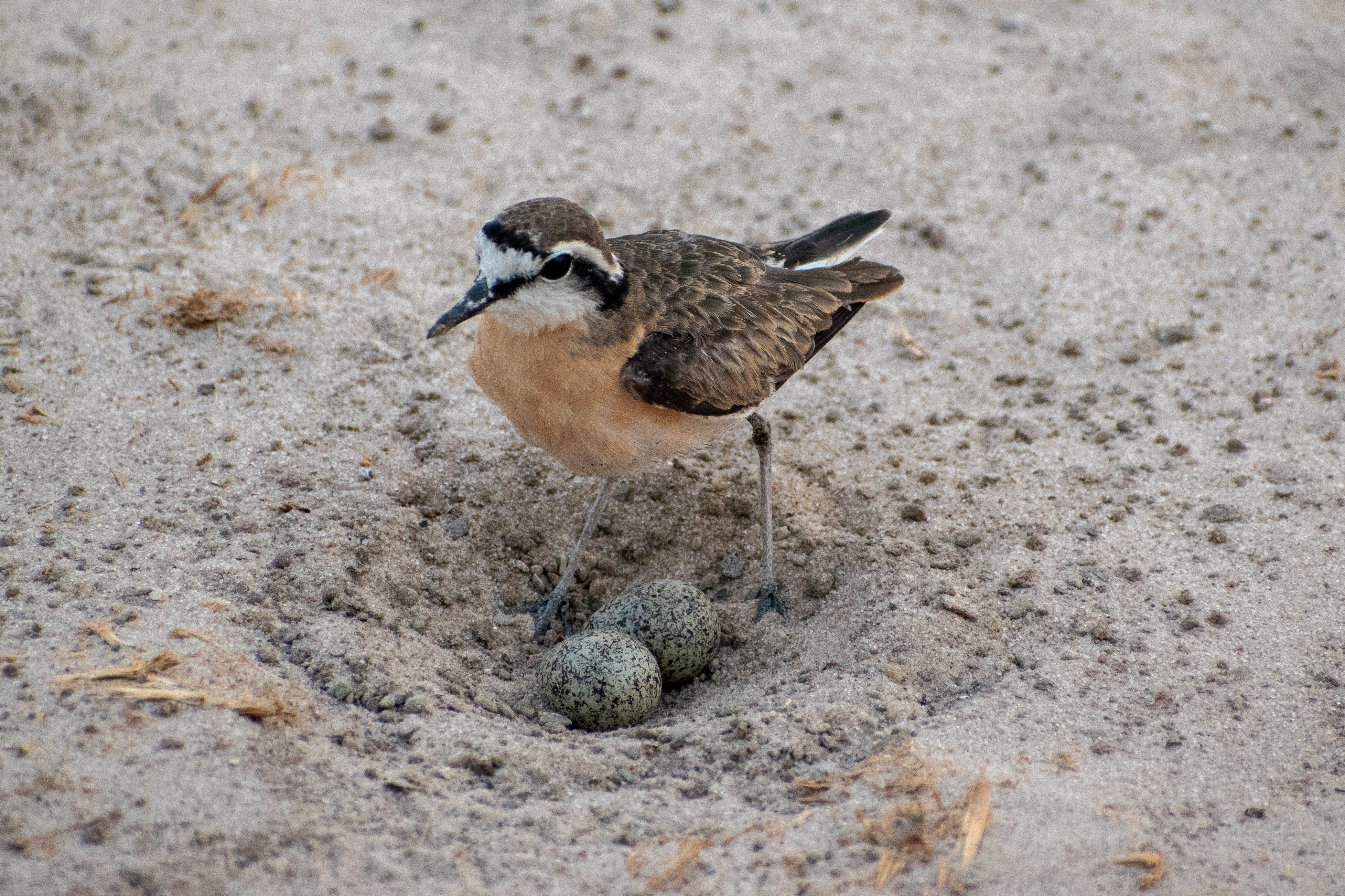 A small bird diligently guarding its eggs