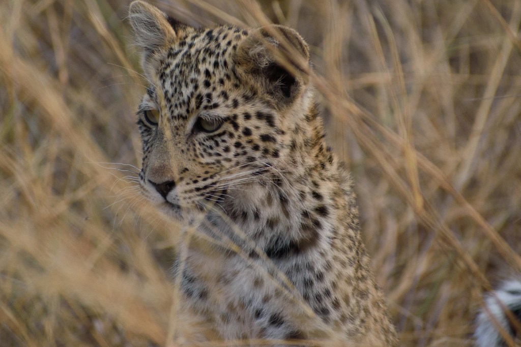 Alert Leopard cub in the early morning at Savuti