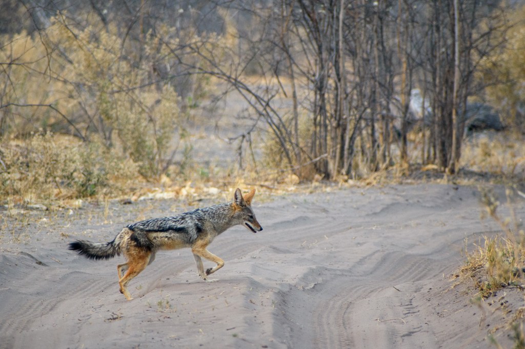 Jackal crossing the road in Savuti