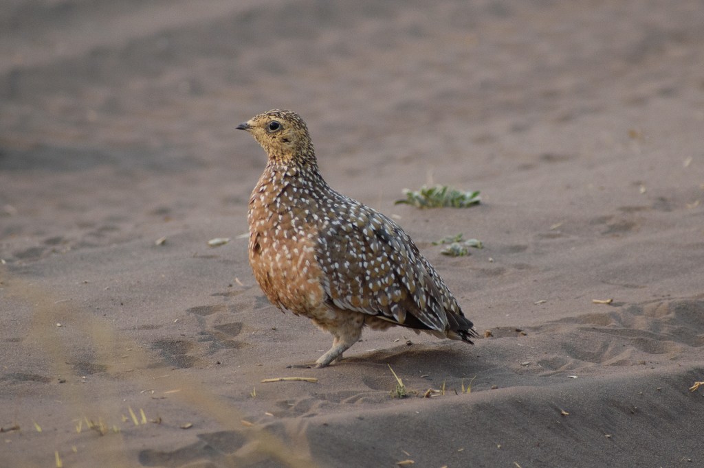 Burchell's Sandgrouse
