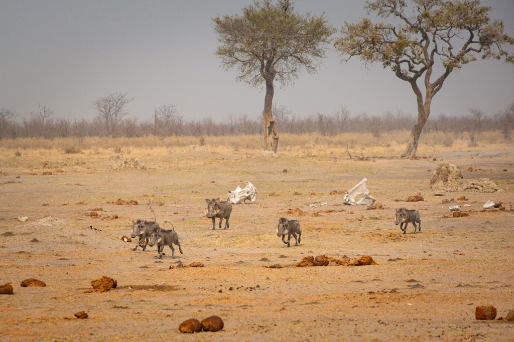 A family of Warthogs near Marabou Pan - Savuti