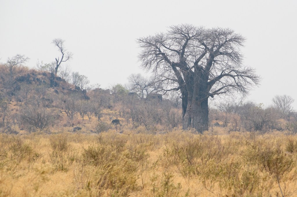 Large Baobab near the rock paintings at Savuti