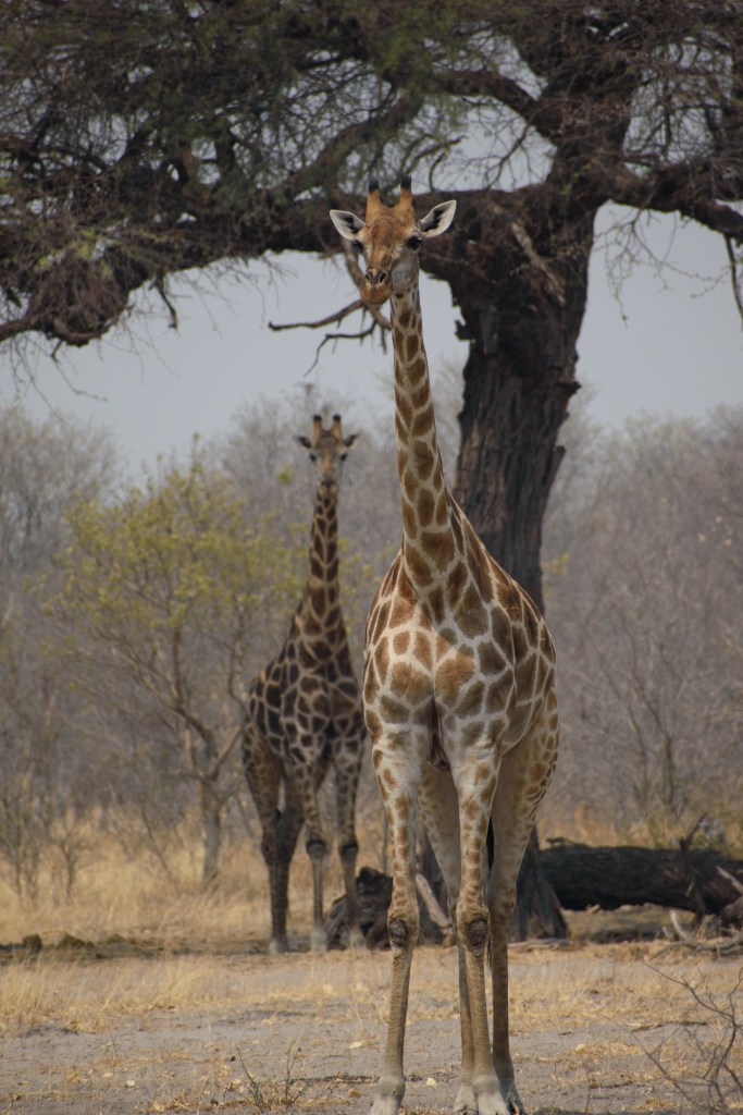 Giraffes in Savuti