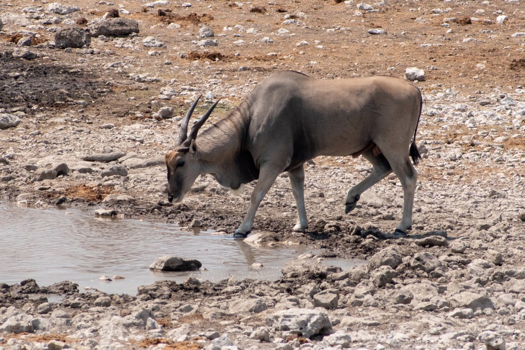 Eland drinking at Aus waterhole, Etosha