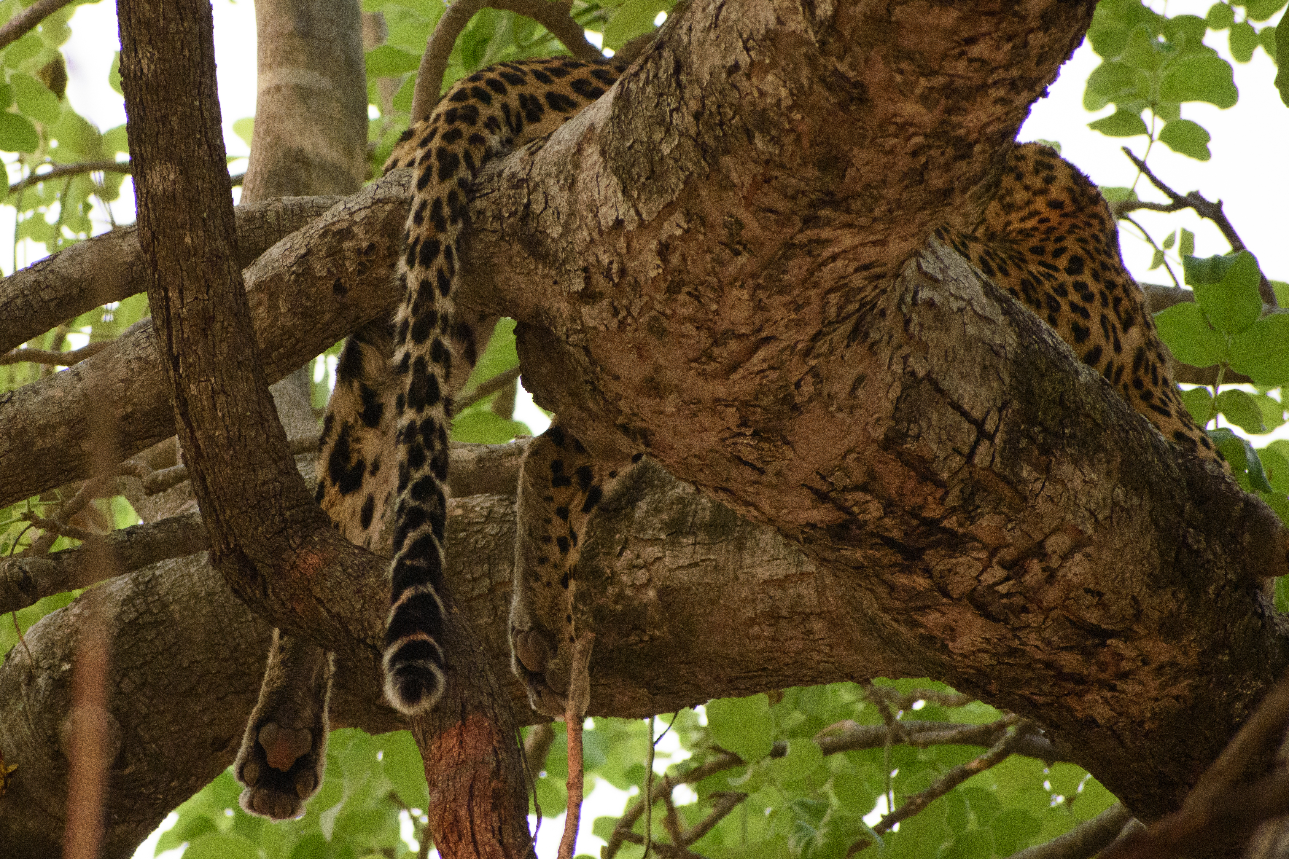 Can you spot the leopard?