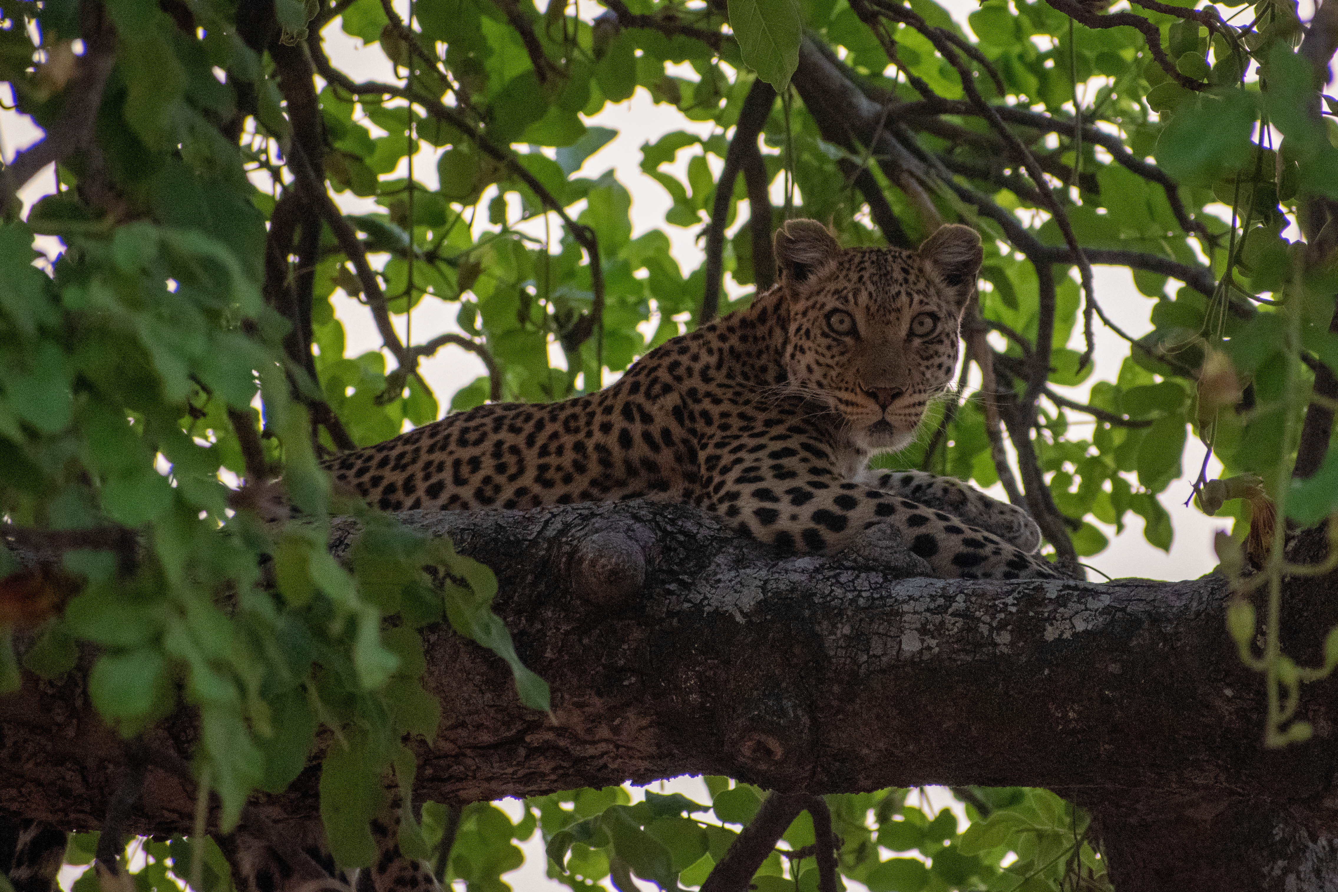 Leopard in a tree near Kwara