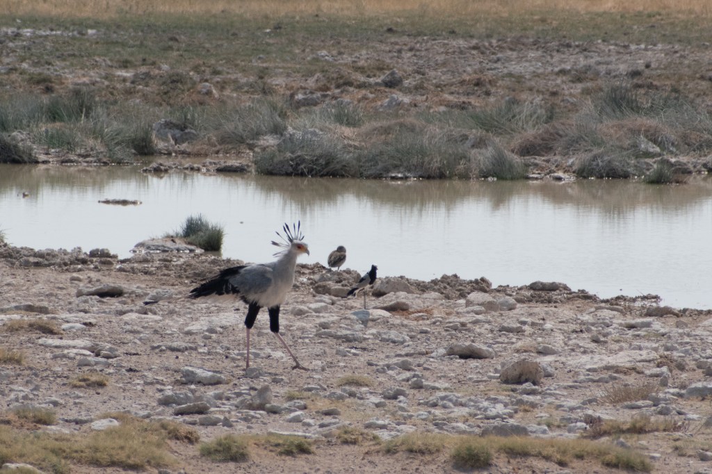 Secretary Bird, Salvadora, Etosha