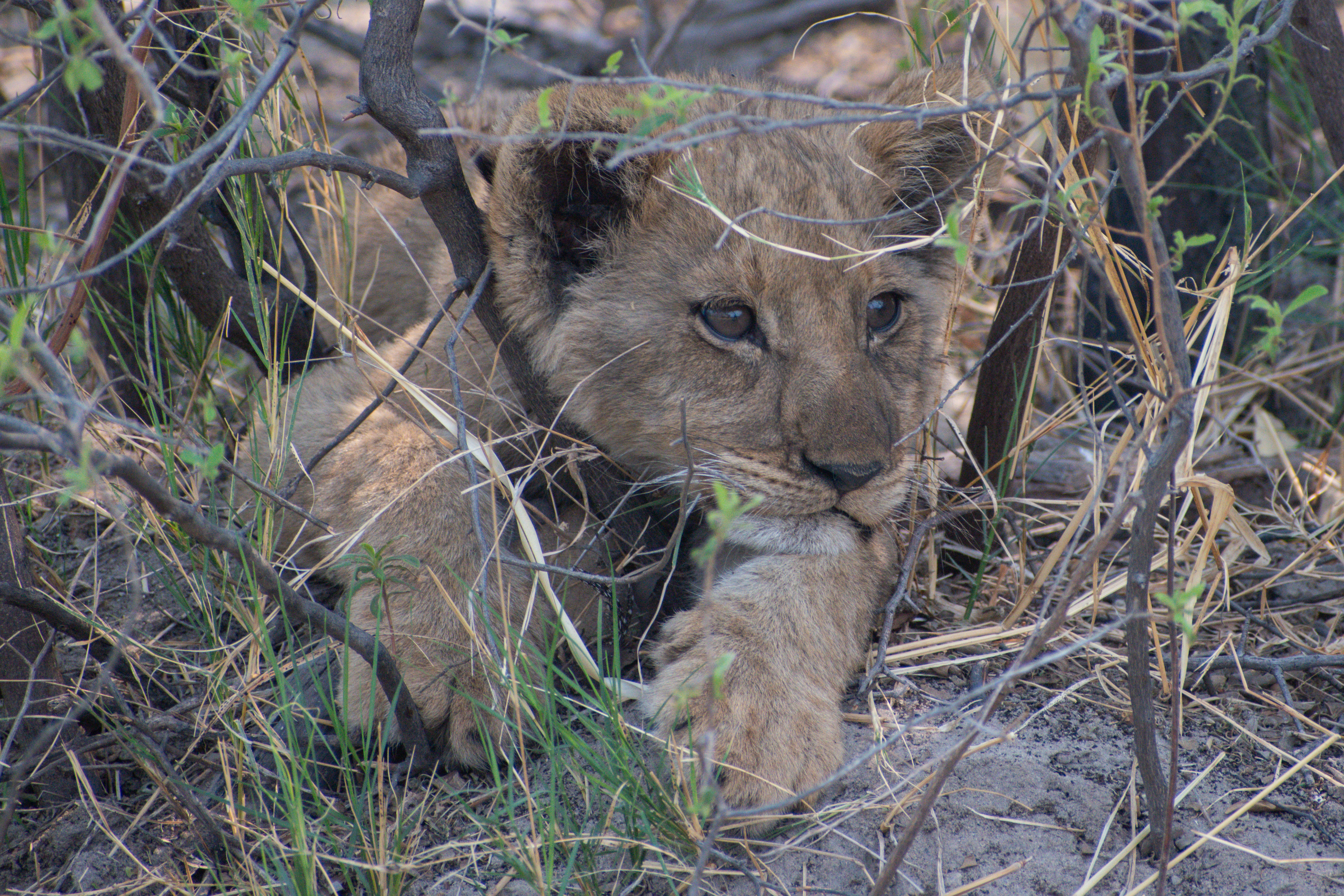 A bored Lion cub at Kwara