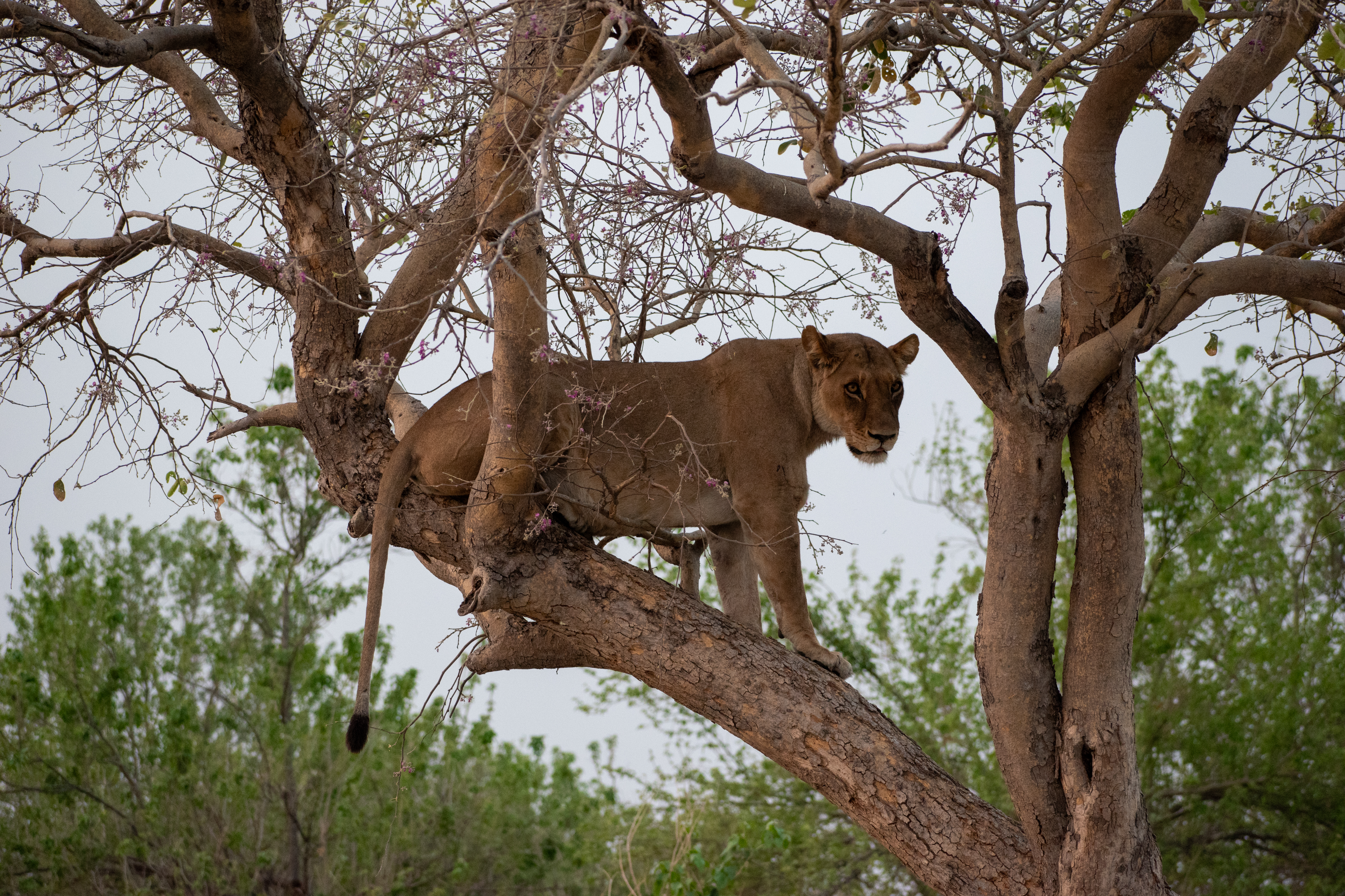 This Lioness looked incredibly uncomfortable in the tree which she had climbed to escape from the abundant flies
