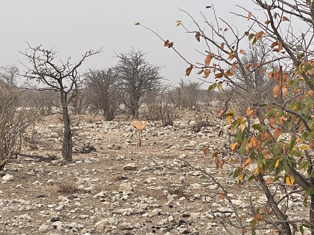 Injured springbok near Klippan