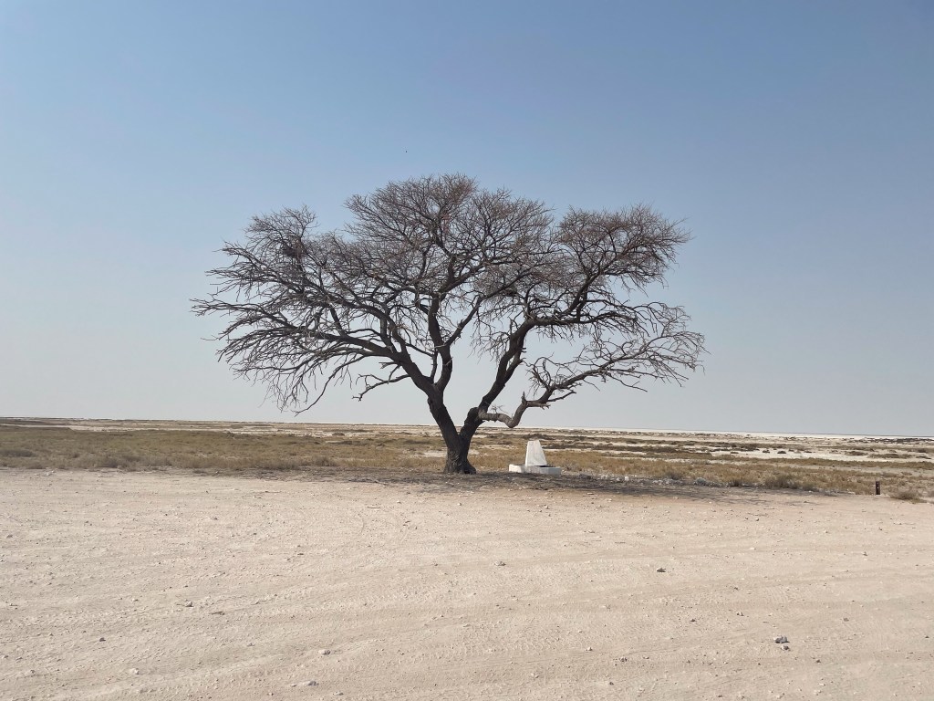 Tree near Okondeka, Etosha