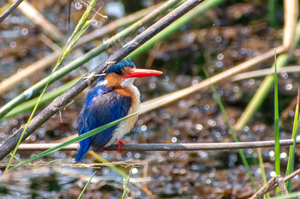 Malachite Kingfisher
