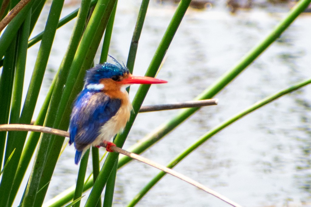 Perched Malachite Kingfisher at Kwara