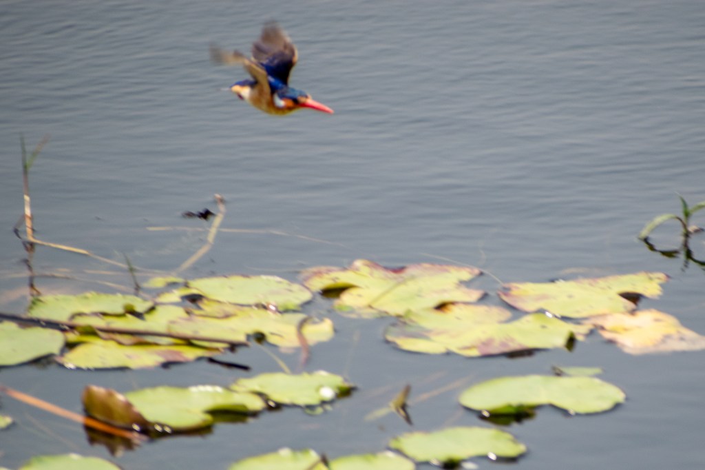 Malachite flying over lily pads