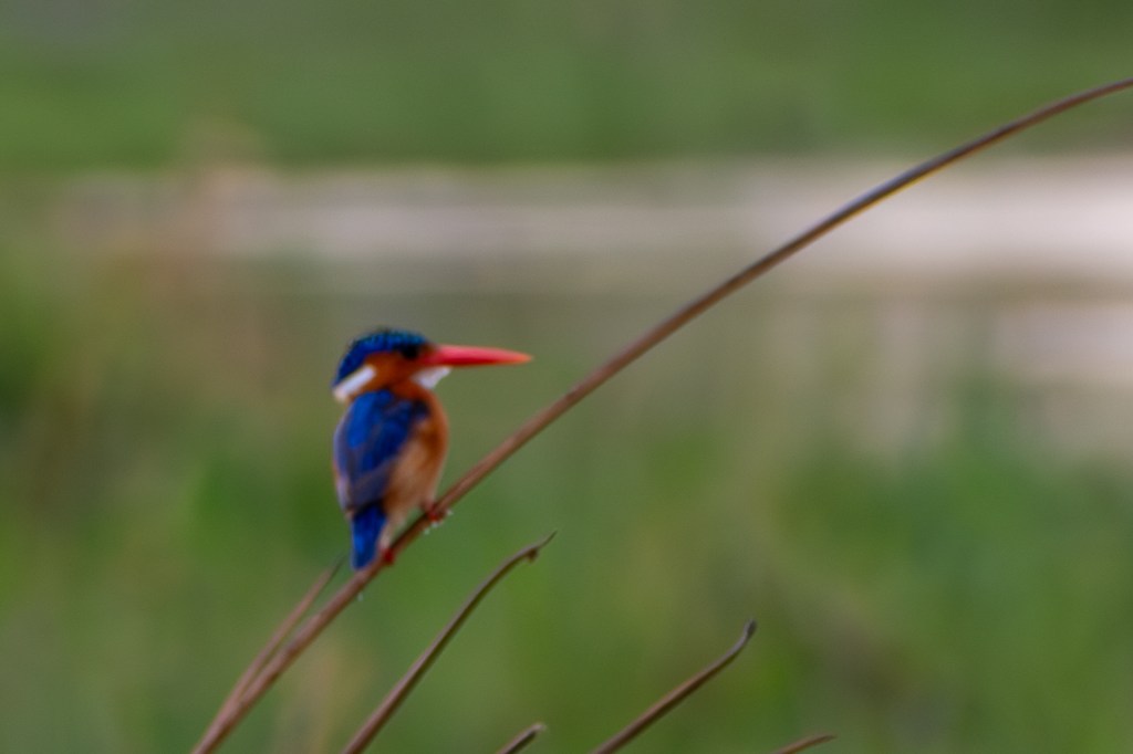Malachite Kingfisher on the Khwai riverbank