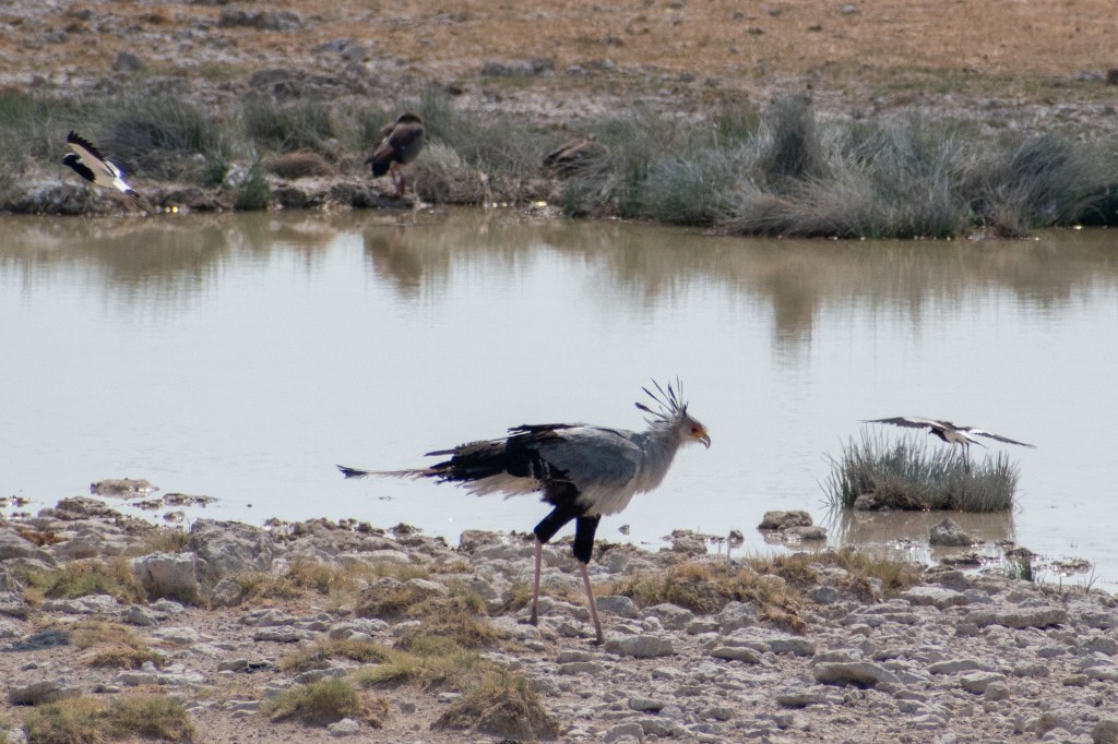 Secretary Bird being divebombed by Plovers at Salvadora Waterhole in Etosha National Park