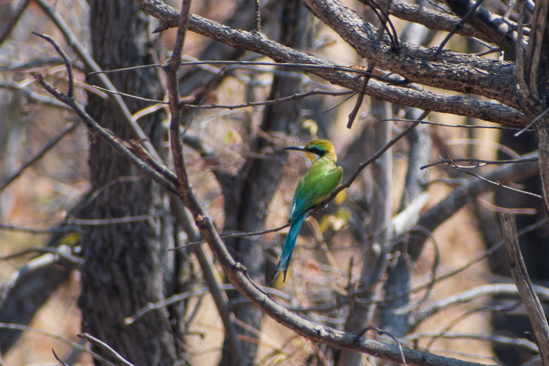 Swallow tailed Bee-Eater at Savuti