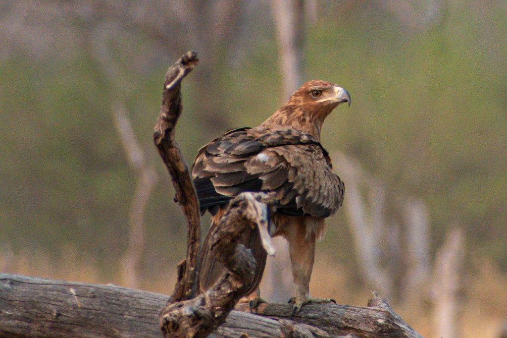 Tawny Eagle - waiting for a chance to feed at the elephant carcass in Magotho 