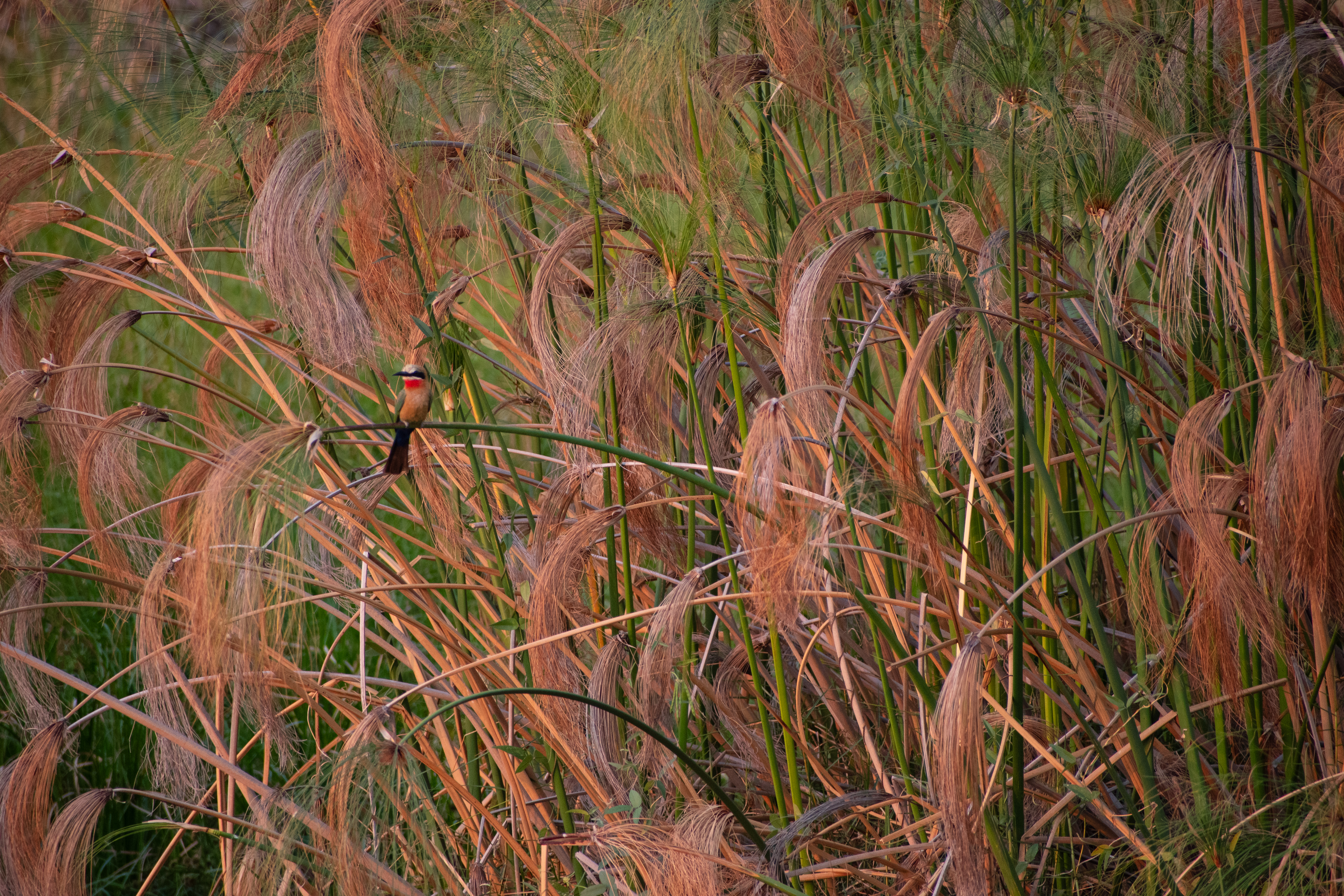White Fronted Bee Eater perched upon the papyrus reeds