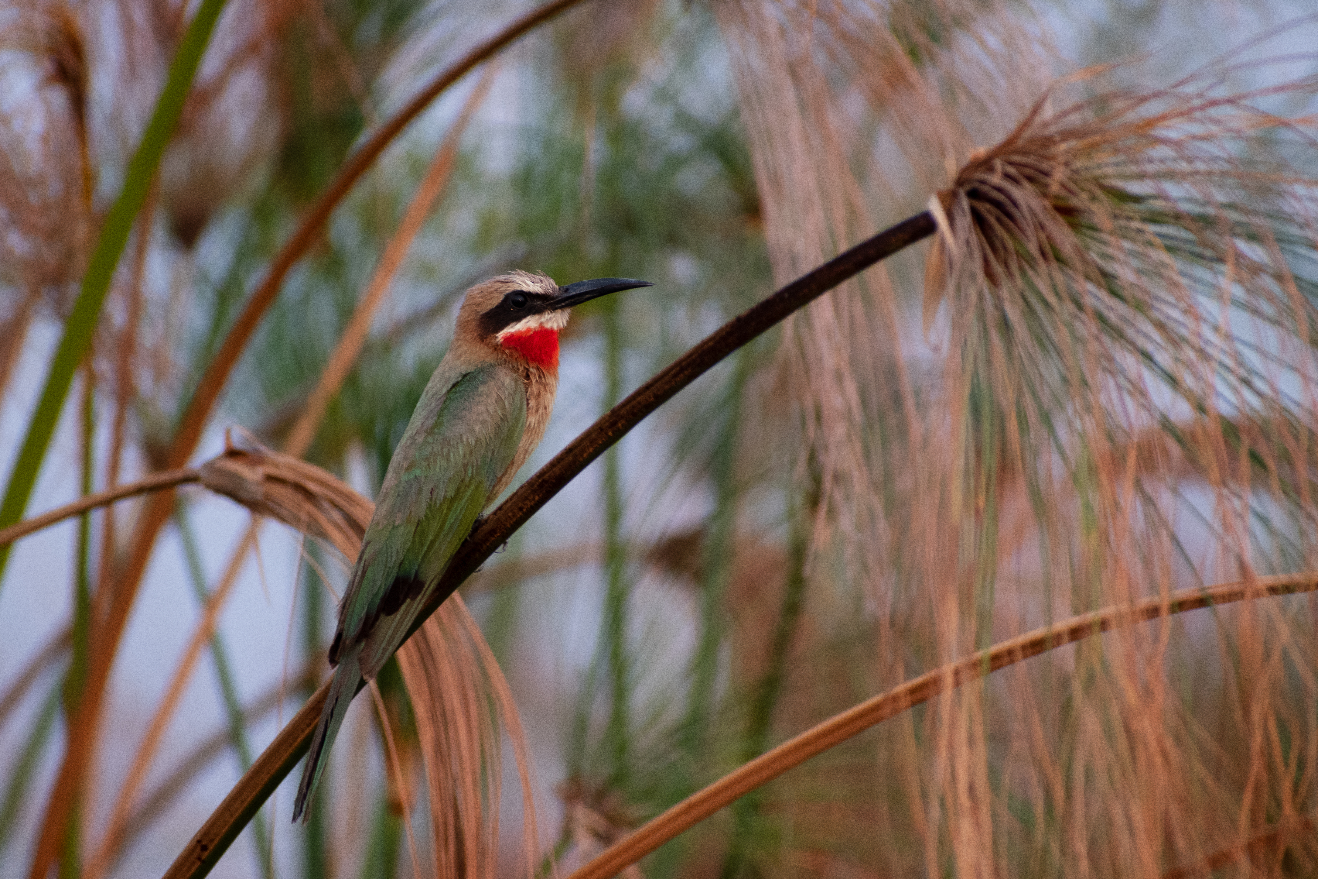 White Fronted Bee Eater at the Gcodikwe Heronry in the Okavango Delta