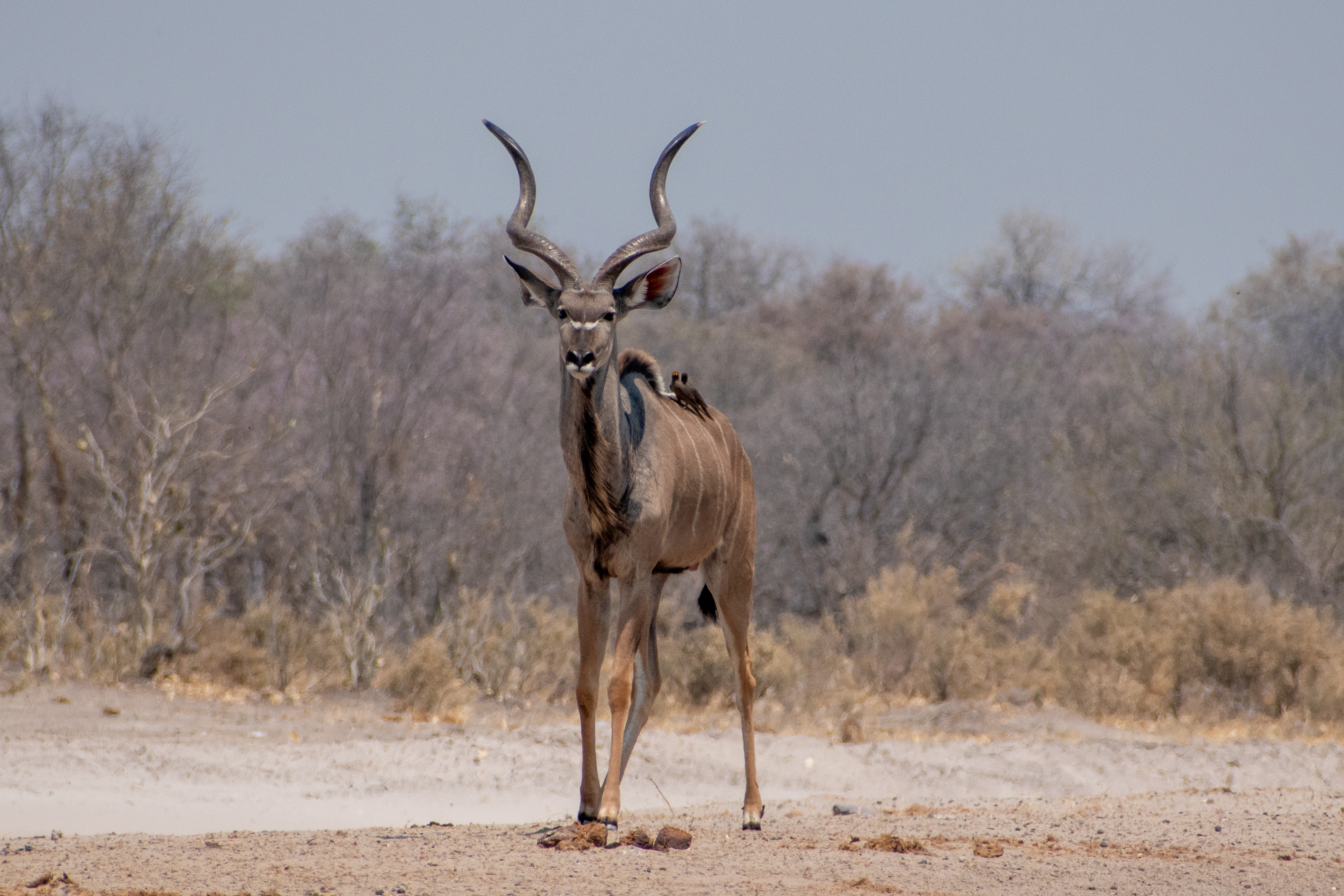 A majestic male Kudu near Savuti
