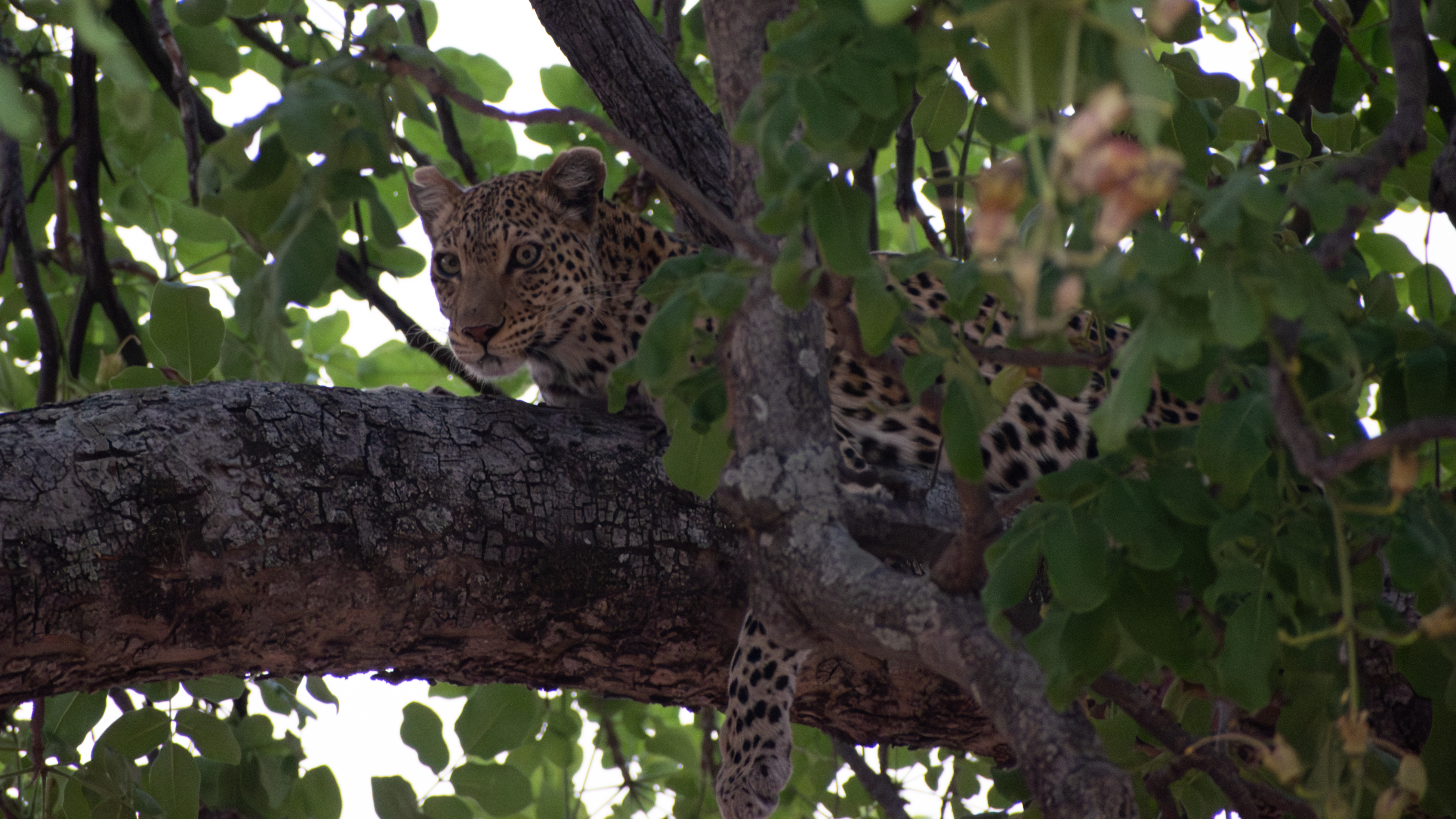 A Leopard confused at our continued presence