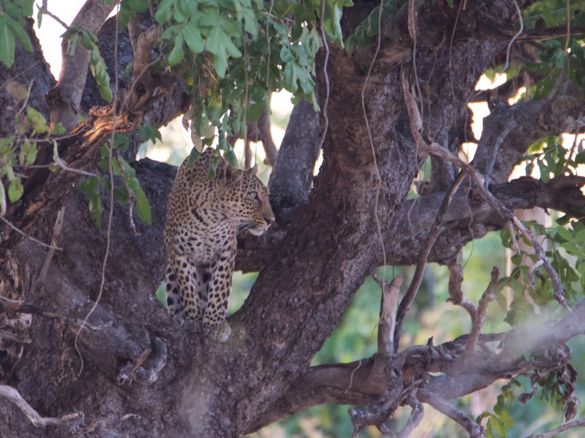 Top Wildlife Sightings in South Luangwa National&nbsp;Park