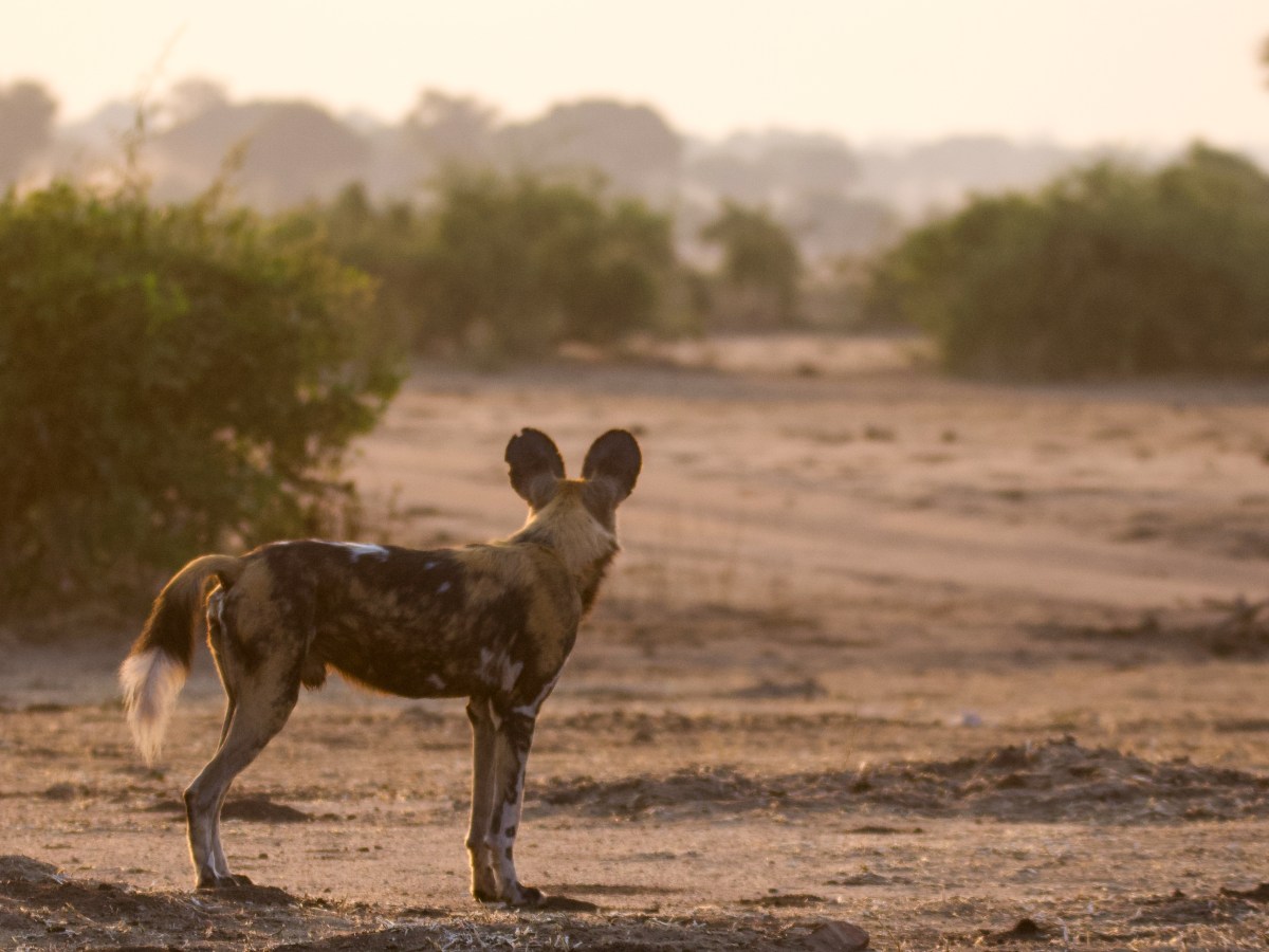 The Wild Dogs of Jeki: Sunrise in Lower&nbsp;Zambezi