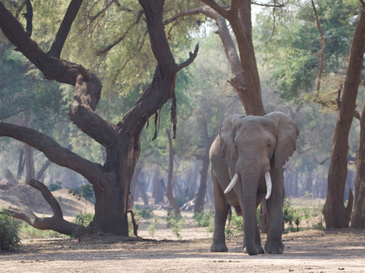 Exploring Lower Zambezi National Park: A Hidden&nbsp;Gem