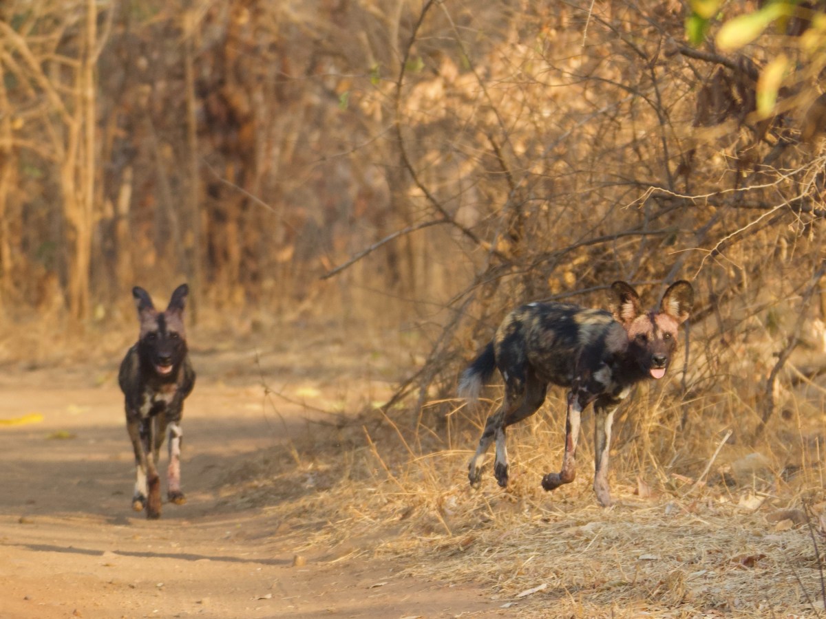 Chirundu: The worst border in the&nbsp;world
